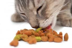 Best dry cat food overall: Best Dry Cat Food 2021 Review Of Top 5 Products