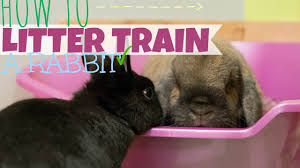 Potty training is obviously one of the first things you'll want to teach your puppy. How To Litter Train A Rabbit Youtube