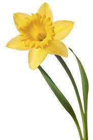 Can You Name This Flower Daffodils Birth Month Flowers Yellow Daffodils