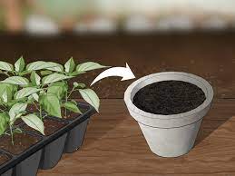 Dry out the seeds thoroughly. 3 Ways To Grow Jalapenos In A Pot Wikihow