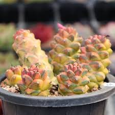 Image result for Monadenium discoideum