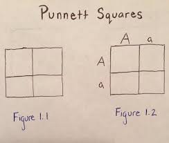 The punnett square below shows the expected genotypes of the offspring of parent pea plants that both have the genotype rr. Using Punnett Squares To Calculate Phenotypic Probabilities 6 Steps With Pictures Instructables