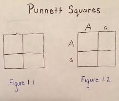 Punnett squares are grids that organize genetic information. Using Punnett Squares To Calculate Phenotypic Probabilities 6 Steps With Pictures Instructables