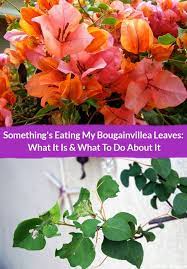 Thoroughly stir 4 teaspoons of bacillus thuringiensis, a type of soilborne bacteria available at some garden centers, with 1 gallon. What Is Eating My Bougainvillea Leaves