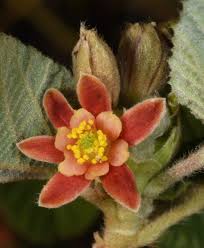 Image result for Landolphia villosa