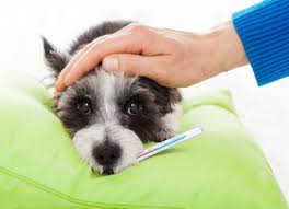 Dog Fever Symptoms Petmd