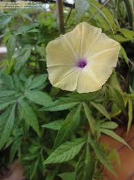 Image result for Ipomoea tuberculata