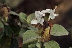 Image result for Barleria albostellata