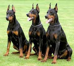 A german shepherd doberman mix is an athletic dog requiring proper physical activities. 5 Best Guard Dogs German Shepherd Rottweiler Doberman Pit Bull Ext