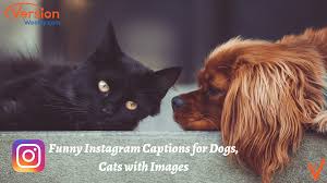 Trust us, your followers will thank you. Funny Animal Pictures With Captions For Your Instagram Copy Paste Cute Instagram Quotes For Dogs Cats Make Your Followers Laugh Version Weekly