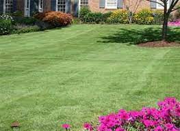 What Is The Best Soil For A Lawn Zoysia Grass Backyard Remodel Garden Soil