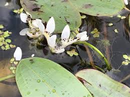 Image result for Aponogeton desertorum