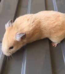 Pet panda bear hamster for sale. Cream Syrian Hamster Cream Syrian I Love Hamster Cebu Facebook