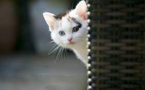 Check spelling or type a new query. Animals Wallpaper Cute Cat Wallpapers Images For Hd Wallpaper Cute Cat Wallpaper Kittens Cutest Pics Of Cute Cats