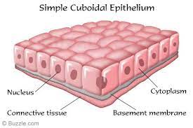 Simple Cuboidal Epithelium Tissue Types Body Tissues Simple