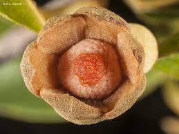 Image result for Uvaria acuminata