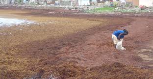 Sargassum Seaweed In The Caribbean: Will It Ruin My Beach Vacation? –  Weleavetoday