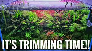 The plant develops a dense stand by its underground runners. Brief Demonstration Of Elos Evision On Midimarine Using Aquatop By Filipe Oliveira