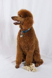 Scroll down this page to view our toy cavoodle puppies for sale. 7 Months Old Quinn So Beautiful Poodle Puppy Standard Poodle Black Standard Poodle