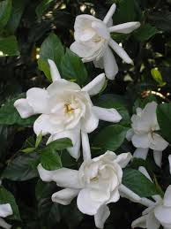 Gardenia is often found in many home interiors. How To Grow And Care For Gardenia Plants Hgtv