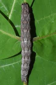 Image result for Catunaregam swynnertonii