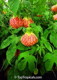 Image result for Abutilon austro-africanum