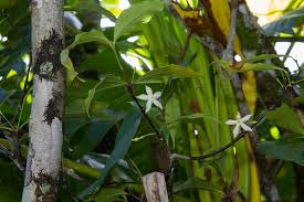 Image result for Malouetia