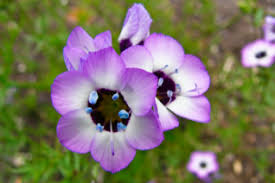 Image result for Indigofera zenkeri