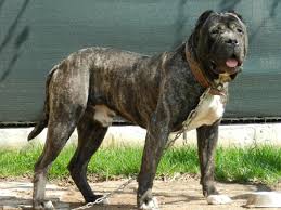 There is no 'locking mechanism' and they do not have this . Could 6 Pit Bulls Take On A Tiger Quora