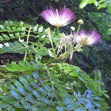 Image result for Samanea leptophylla