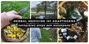 Herbal Medicine 101: Adaptogens: Energizing Herbs and Mushrooms