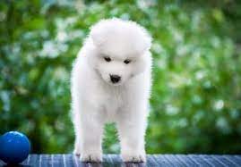 To learn more about each adoptable samoyed, click on the i icon for some fast facts, or click on their name or photo for. Puppyfinder Com Samoyed Puppies Puppies For Sale Near Me In Culver City California Usa Page 1 Displays 10