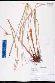 Image result for Scleria mikawana