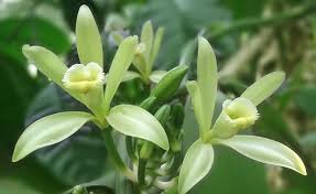 Bursting with color, depth, and sophistication, our artificial arrangements are certain to bring a smile to your face. Vanilla Plant How To Care For A Vanilla Orchid And Grow Your Own Beans