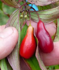 Cornus Mas Elegant Cornelian Cherry Edible Ornamental Plants Fruit