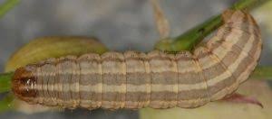 Image result for Hadena perplexa