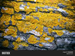 That gives the fungus a steady supply of food but eventually the infected branch or trunk will become brittle, and can break suddenly. Lichen Fungus On Tree Image Photo Free Trial Bigstock