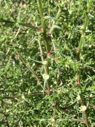 Image result for Salsola kali