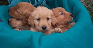 She is ready to go! Minnesota Golden Retriever Breeder Golden Retriever Puppies For Sale Mn Hunting Dogs