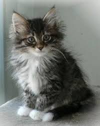 Cat Photos Norwegian Forest Cat Photos Norwegian Forest Cat Norwegian Forest Kittens Cats