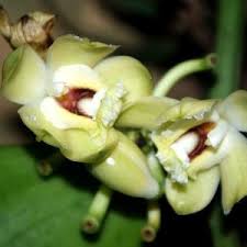 Image result for Vanilla polylepis