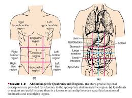 Click now to learn about body planes anatomical terminology: A Frame Of Reference For Anatomical Study Anatomy And Physiology Mr Knowles Chapter 1 Liberty Senior High School Ppt Download