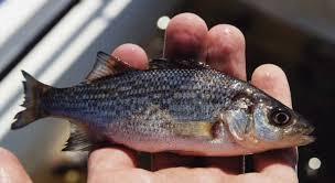 White Perch Morone Americana Species Profile