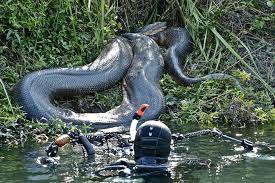 The 50 Best Animal Photos Of 2012 Giant Anaconda Anaconda Snake Anaconda