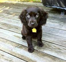 Duck Goose Hunting Supplies And Retriever Training Gear Marsh Mutt Boykin Spaniel Puppies Boykin Spaniel Spaniel Puppies