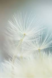 Pin By Marloes On Dandelion S Dandelion Nature Photography Dandelion Flower