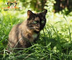 It is a weird sight, right?! Can Cats Eat Grass Displaying Their Biological Wisdom