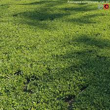 Image result for Axonopus