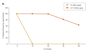 Learn about ligase with free interactive flashcards. Hi T4 Dna Ligase Neb