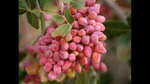Maybe you would like to learn more about one of these? Healthy And Yummy Pistachio Nuts Pista Dry Fruit Health Benefits Youtube